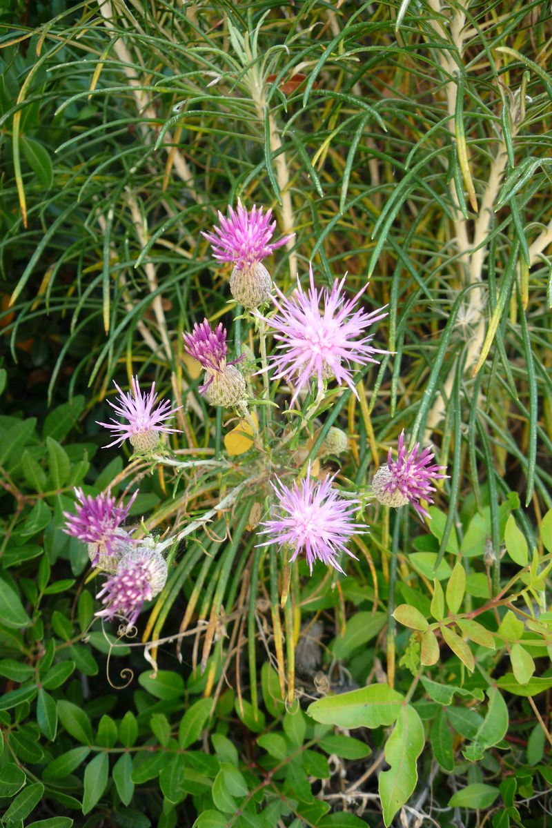 Ptilostemon chamaepeuce della Grecia
